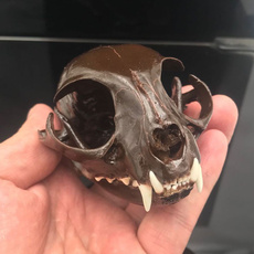 barsupplie, Skeleton, skull, Animal