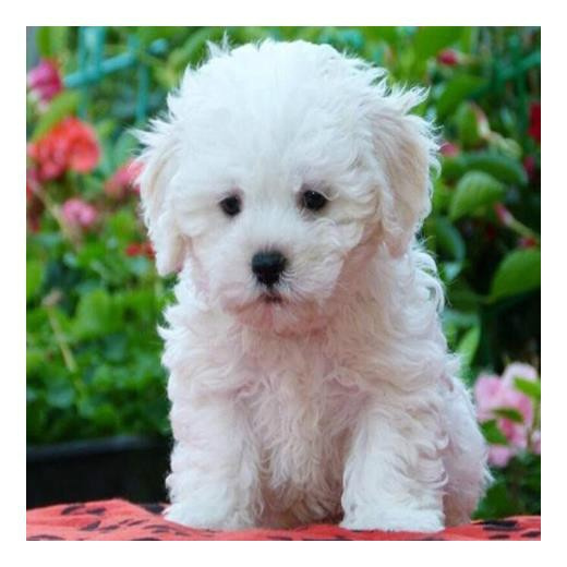 Maltese Dog Pet, 5D Diamond Painting Kits