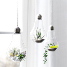 Plants, lights, Home Decor, glassvase