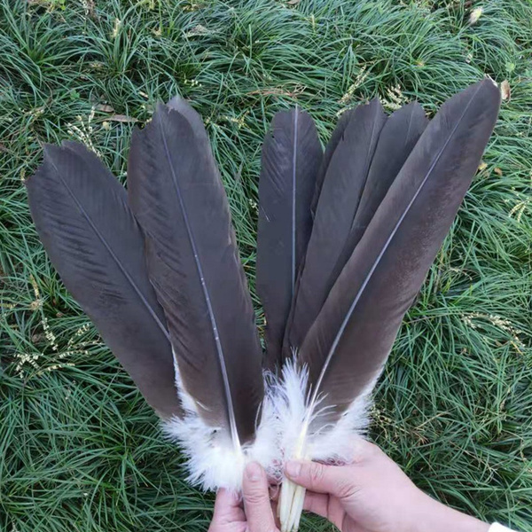 Beautiful! 10 pcs16-20inch / 40-50cm centimeters of natural eagle ...