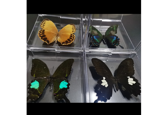 1PCS natural real butterfly specimen boxed beautiful butterfly