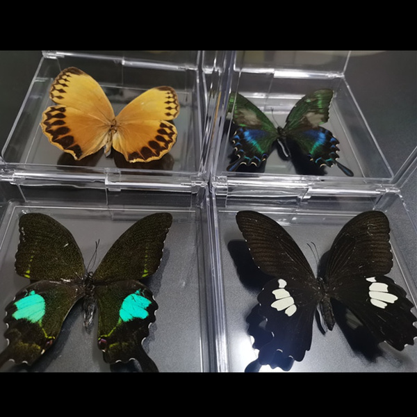 1PCS natural real butterfly specimen boxed beautiful butterfly collection  teaching specimen home decoration art gift（Butterfly size 8.7-9.2cm）