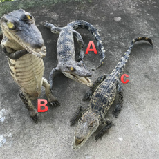 Craft, crocodylussiamensi, animalskullspecimen, Animal