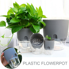 succulent, Plants, Flowers, portable