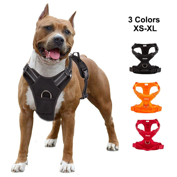 Body harness outlet for pitbulls