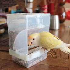 poultry, Container, Parrot, Food