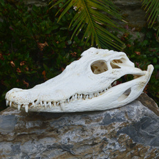 crocodileskulltaxidermy, Bar, animalskullspecimen, skull