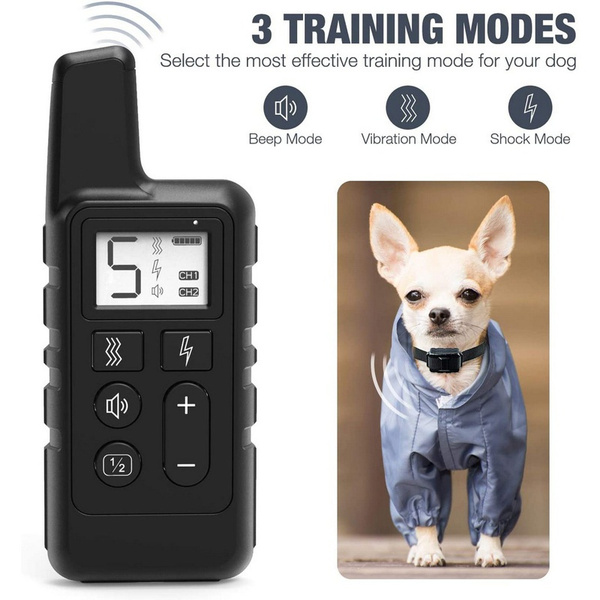 Shock collar outlet for chihuahua