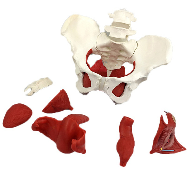 Detachable Female Pelvis Muscle Anatomy Model | Wish