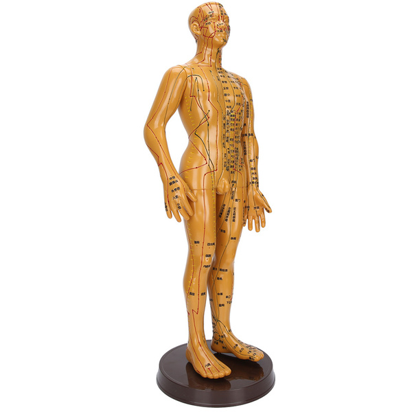 Female Male Human Body Acupuncture Model Copper Color Meridians ...