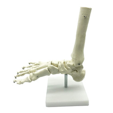 footanatomyjoint, humanfootskeleton, Skeleton, footanatomicalmodel