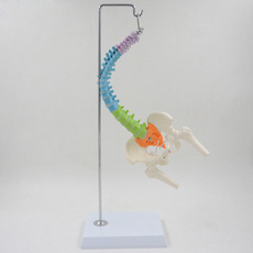 humanspinemodel, Skeleton, spinemodel, anatomicalmodel