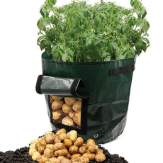 seedsgrowbox, Garden, onion, potato