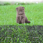thumbnail - 2