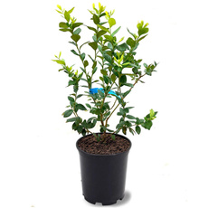 Plants, rabbiteyeblueberryplant, blueberryplant, brightwellblueberryplant