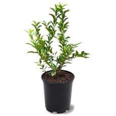Plants, rabbiteyeblueberryplant, blueberryseeding, greenplant