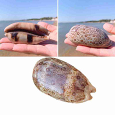 seashellpendant, hundredeyesconch, Home Decor, naturalconchhell