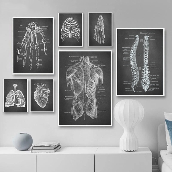 Black White Human Anatomy Poster Artwork Medical Wall Picture Muscle ...