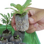 thumbnail - 3