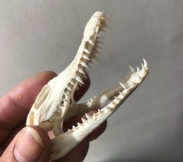 crocodileskulltaxidermy, Bar, animalskullspecimen, skull