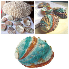 Home Decor, Office, fish, naturalconchshell