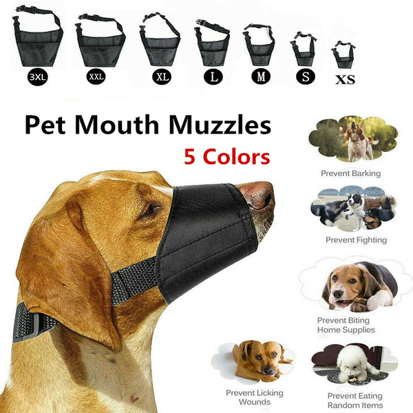 small dog muzzle pets at home