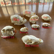 skull, animalskullspecimen, minkskull, Pets