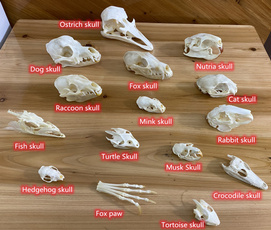 animalskullspecimen, skull, minkskull, Pets