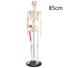 skeletonmodel, skeletonanatomy, Skeleton, humanskeleton