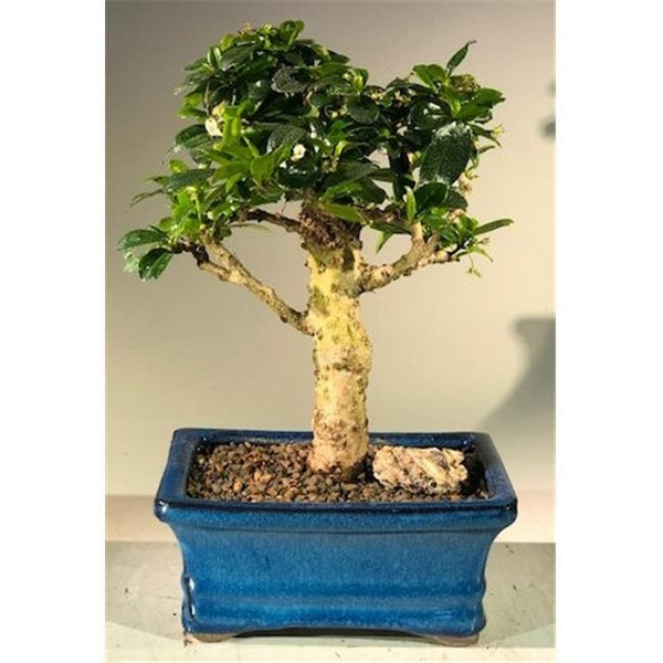 Bonsai Boy E1956 Flowering Fukien Tea Bonsai Tree With Upright Aged Ehretia Microphylla Wish