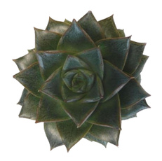 purpureum, succulent, , purple