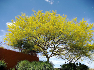 Bonsai, 10, jerusalem, thorn