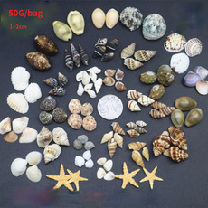 Materials, Natural, starfish, shellconchsmallstarfishwhiteshellmicrolandscape