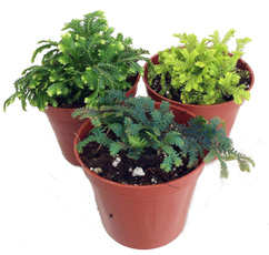 , Plants, Garden, mos