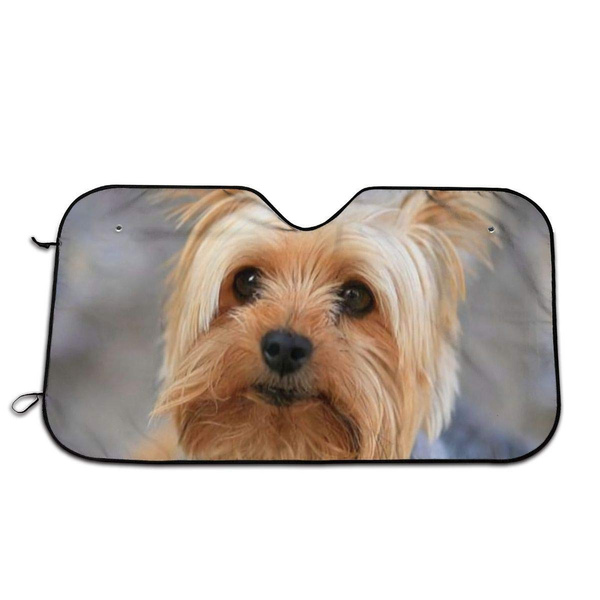 Portrait of A Miniature Yorkshire Terrier Yorkie Photo Front Windshield