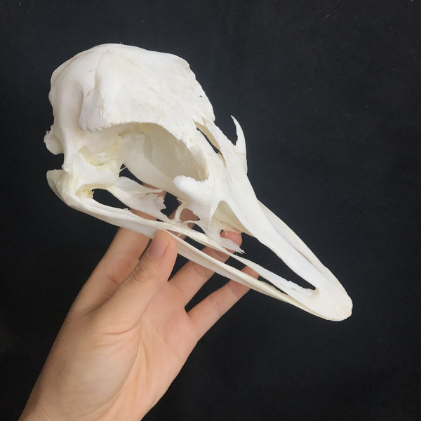 1 pcs Real Ostrich Skull collectable Animal Taxidermy educational specimens