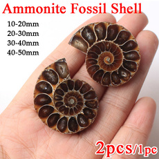 ammonite, ammonitejewelry, Gifts, ammonitespecimen