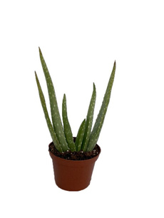 Plants, Pot
