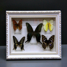 butterfly, Real, Gifts, Home & Living
