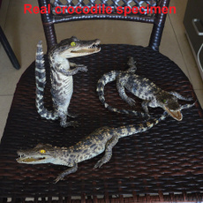 crocodileskulltaxidermy, crocodylussiamensi, skull, livespecimen