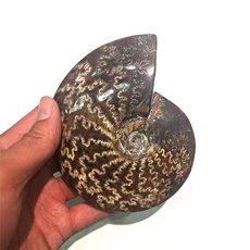 ammonite, Fossils & Minerals, quartz, Fossil