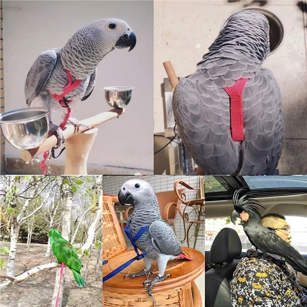 Parrotlet harness and outlet leash