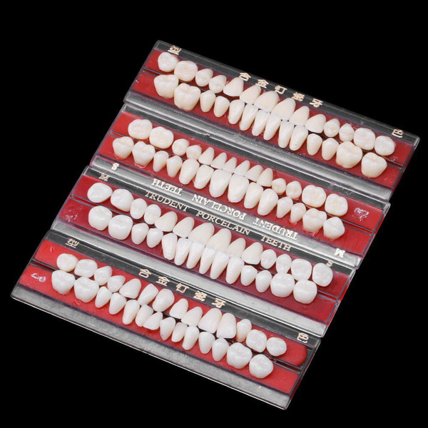 Durable 1 Set Dentures Colors Teeth Model Dental Materials Dentures 24
