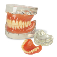 dentallabequipment, dentaltool, demonstrationmodelteeth, dentalt