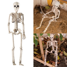 humanbone, anatomylabclas, Skeleton, skull