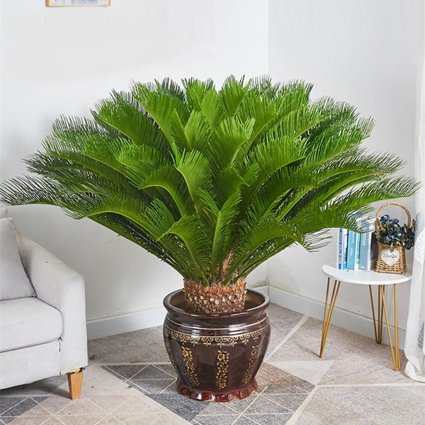 10Pcs Cycad potted large indoor green plants living room bedroom office