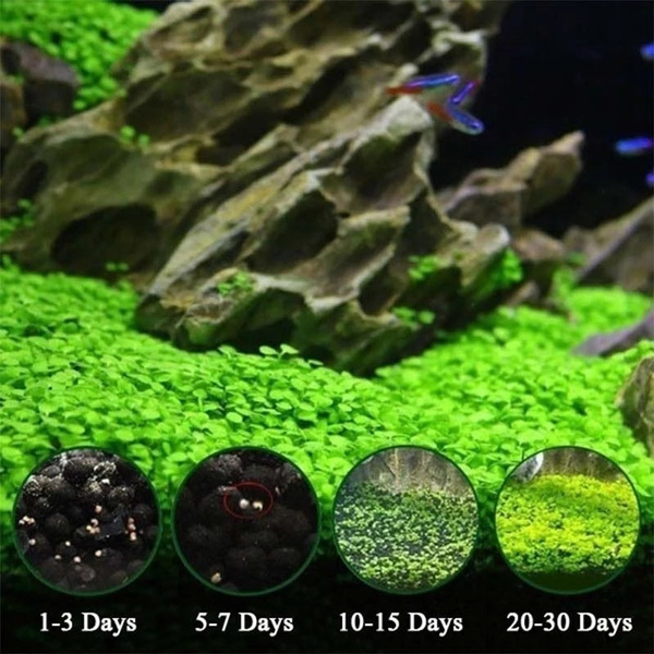 Fish Tank Plant Aquatic Water Grass Easy Growing Lawn Aquarium Decoration  Home Garden Ornaments Landscape Supplies