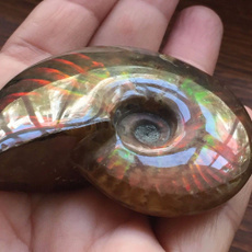 ammonite, Collectibles, Natural, Gifts