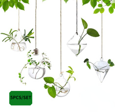 succulent, Plants, hangingdecor, Container