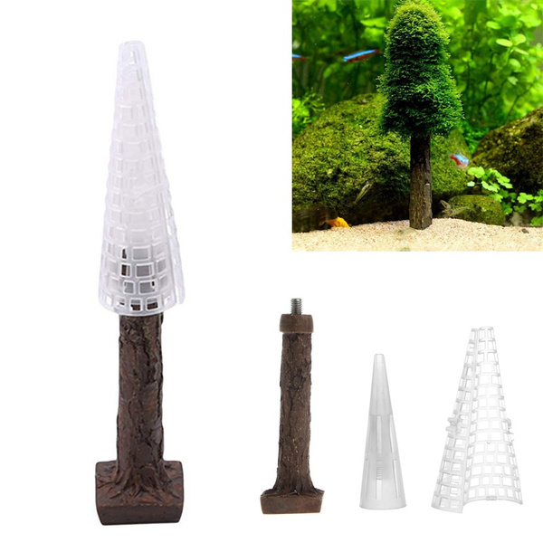 Growing christmas moss aquarium